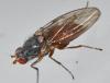 Tephrochlamys tarsalis